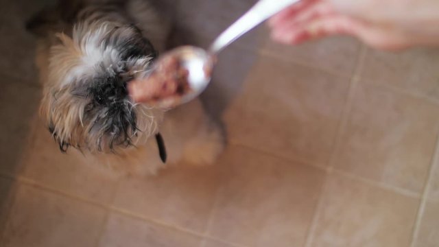 concentrated fuzzy shitzu dog jumps and eats food from metal spoon in owner hand slow motion. Concept adorable pet and friendship