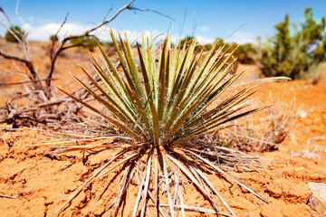 Harriman yucca plant in Utah Moab desert close-up over dry soil