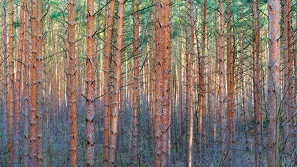 Fototapeta premium Colofrul woodland