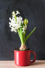 White hyacinth flower in red retro mug on black slate background; Vertical picture