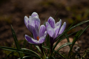 purple crocuses ate blooming under warm spring sunrays
