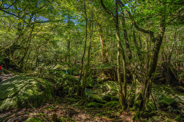 Fototapeta na wymiar Primival forest hiking trails in Japan