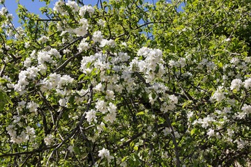 Fototapeta na wymiar Spring Apple blossom. Blooming tree with white flowers