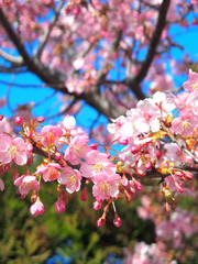 青空と満開の河津桜