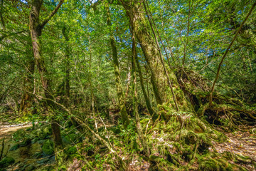 Primival forest hiking trails in Japan