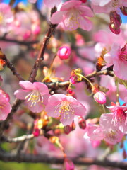 満開の河津桜