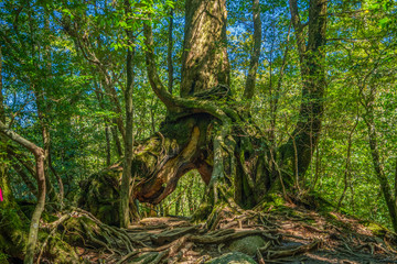 Primival forest hiking trails in Japan