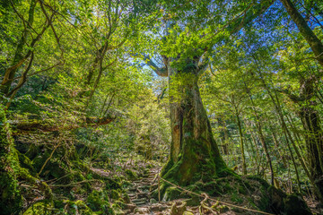 Primival forest hiking trails in Japan