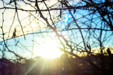 prickly branch, the sun shines through the bush