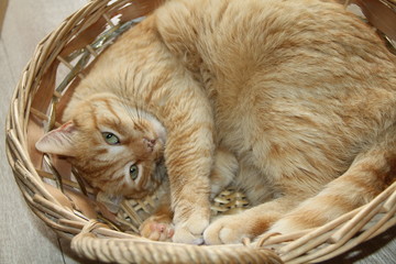 chat roux