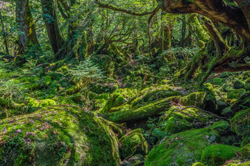 Primival forest hiking trails in Japan