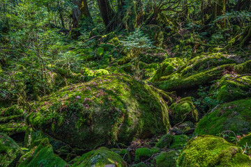 Primival forest hiking trails in Japan