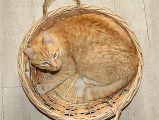 chat tigré roux