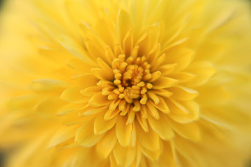 yellow flower close up for background