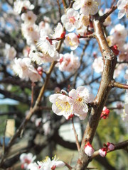 青空の下に咲く満開の梅の花