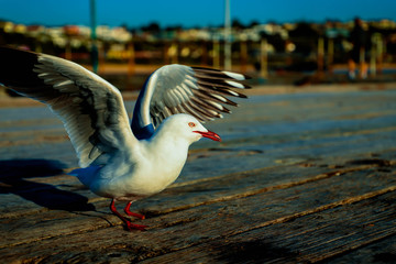 swan on lake