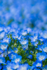 Nemophila or Baby blue eyes flower fields