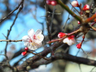 咲き始めた梅の花