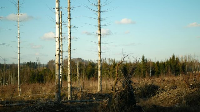 Bark wood beetle pest Ips typographus infestation, spruce and bast tree infested attacked by European spruce, making their way in wood larva and larvae, clear cut calamity, caterpillar dead trees