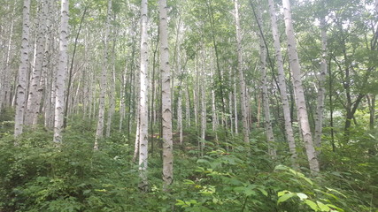 Fototapeta premium las wiosną