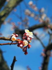 開花した白梅と青空