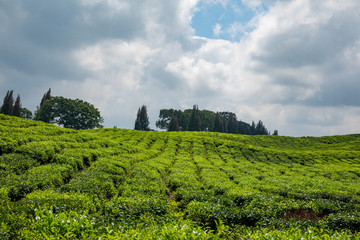 Fototapeta na wymiar Beautiful Green Tea Fields of Indonesia