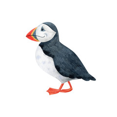 Cute polar puffin-watercolor illustration isolated on white background. Cartoon stylized animal character, hand drawn clipart. Illustration for clothes, stickers, baby shower, greeting cards, prints.