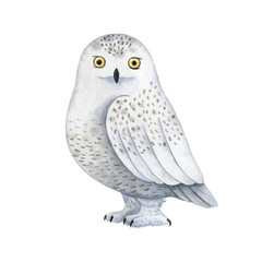 White polar owl-watercolor illustration isolated on white background. Cute cartoon stylized animal character, handmade clipart. Illustration for clothes, stickers, baby shower, greeting cards, prints.