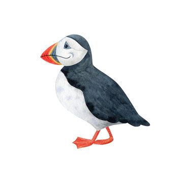 recommend clip art: Cute polar puffin-watercolor illustration isolated on white background. Cartoon stylized animal character, hand drawn clipart. Illustration for clothes, stickers, baby shower, greeting cards, prints.