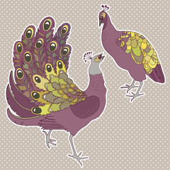 Two isolated exotic peacock birds. Vector illustration