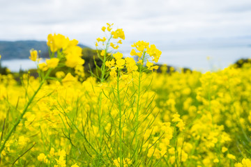 Nanohana or Canola yellow flower fields