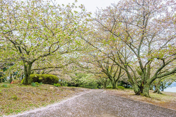 Fototapeta na wymiar Sakura or Cherry blossoms tree in garden