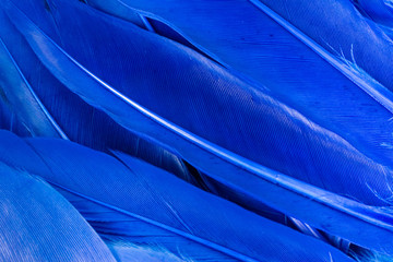 Blue neon bird feathers on blue background. Abstract trendy texture background. Copy space horizontal frame.