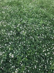 background of green leaves