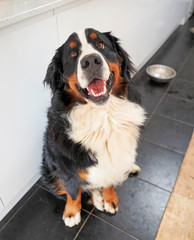 Happy Bernese Mountain Dog sitting in the kitchen, empty food bowl behind him, waiting for his...