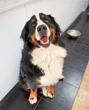 Naklejki Happy Bernese Mountain Dog sitting in the kitchen, empty food bowl behind him, waiting for his dinner 