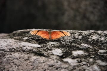 butterfly on rock