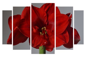 Red Amaryllis flowers on white and blue background, vintage style