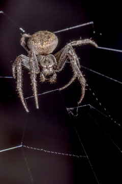 Spider on black background ( Nuctenea umbratica ),  the walnut orb - weaver spider - macro, closeup
