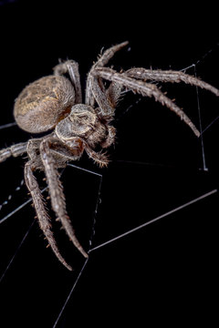 Spider on black background ( Nuctenea umbratica ),  the walnut orb - weaver spider - macro, closeup
