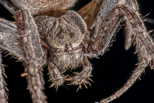 Spider on black background ( Nuctenea umbratica ),  the walnut orb - weaver spider - macro, closeup