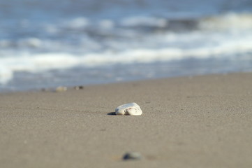 Fototapeta na wymiar Am Meer findet man Steine und Ruhe