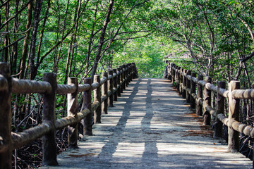 A bridge of walkway inside tropical mangrove forest covered by brown mangrove tree.