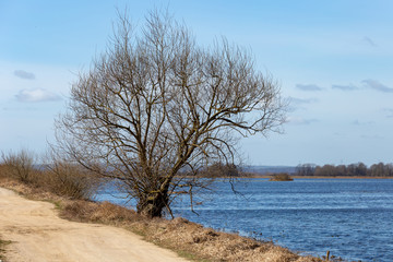 A rural landscape with a single tree and a road surrounded by water