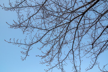 冬の桜の木