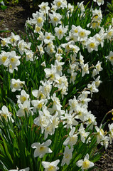 weisse narzissen im park