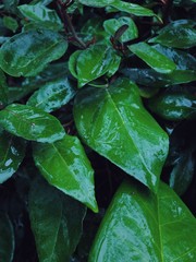 Fototapeta premium Green leaves of tropical plant wet by rain on a cloudy spring day