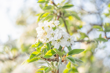 spring flowers on tree branches sunny day