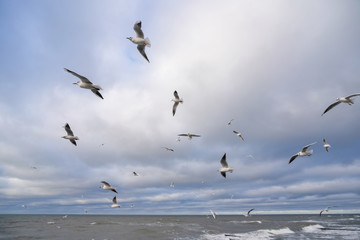 many gulls fly over the stormy sea