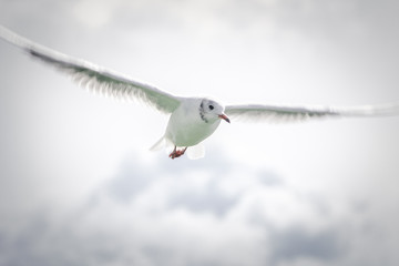 Gaviota